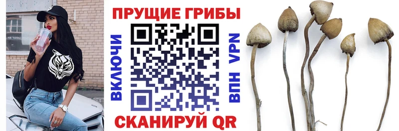 Галлюциногенные грибы Magic Shrooms  дарк нет как зайти  Менделеевск 